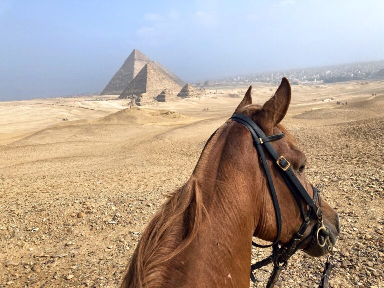 Riding Horses 4